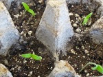 Tomato and tarragon seedlings